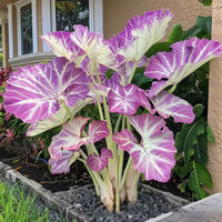 Purple White