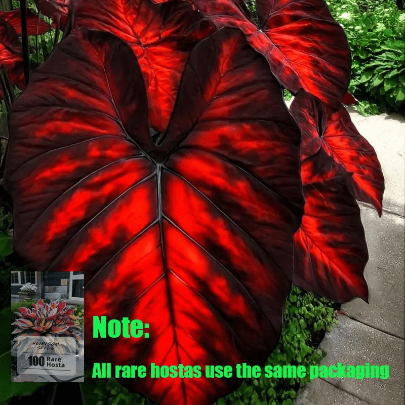 🍃 Rare Coleus seeds, ideal for perennial shade garden ornamental foliage, suitable for outdoor landscaping🌿