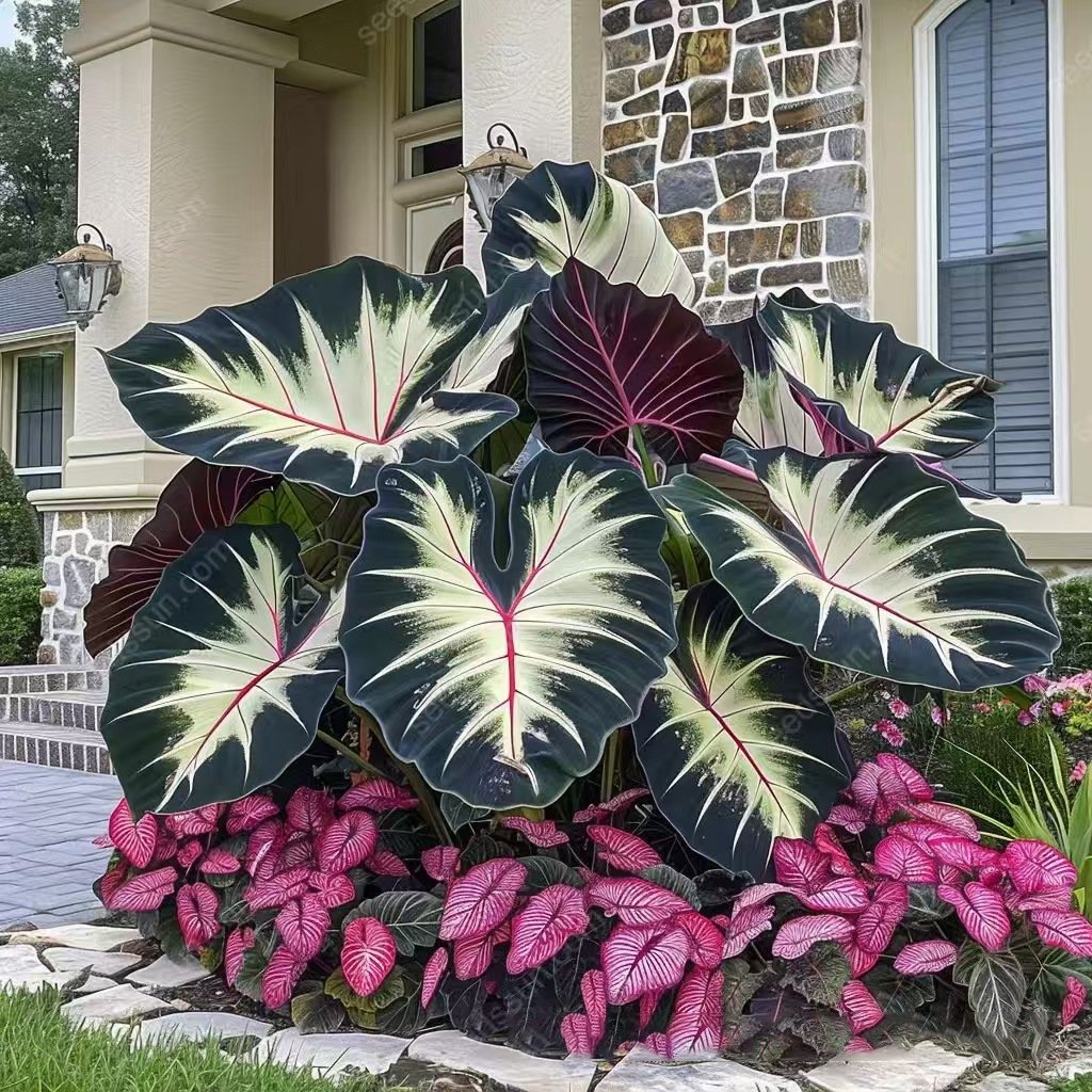 🍃 Rare Coleus seeds, ideal for perennial shade garden ornamental foliage, suitable for outdoor landscaping🌿