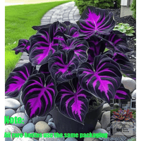 Black Purple