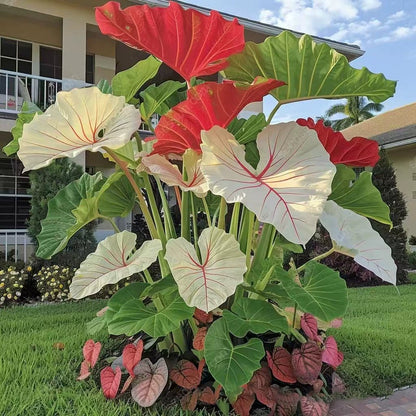 🍃 Rare Coleus seeds, ideal for perennial shade garden ornamental foliage, suitable for outdoor landscaping🌿