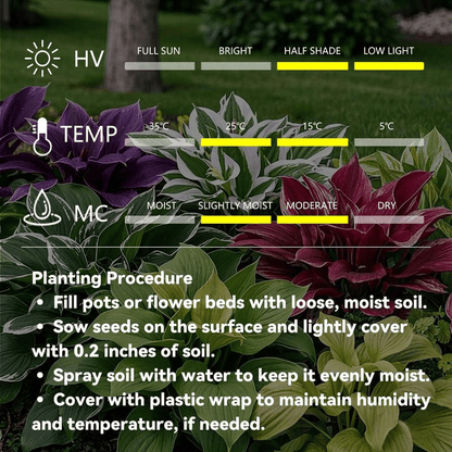 🍃 Rare Coleus seeds, ideal for perennial shade garden ornamental foliage, suitable for outdoor landscaping🌿